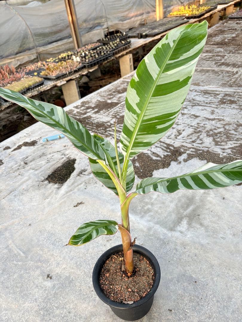 バナナ斑入り　アエアエ　美株　高さ80cm