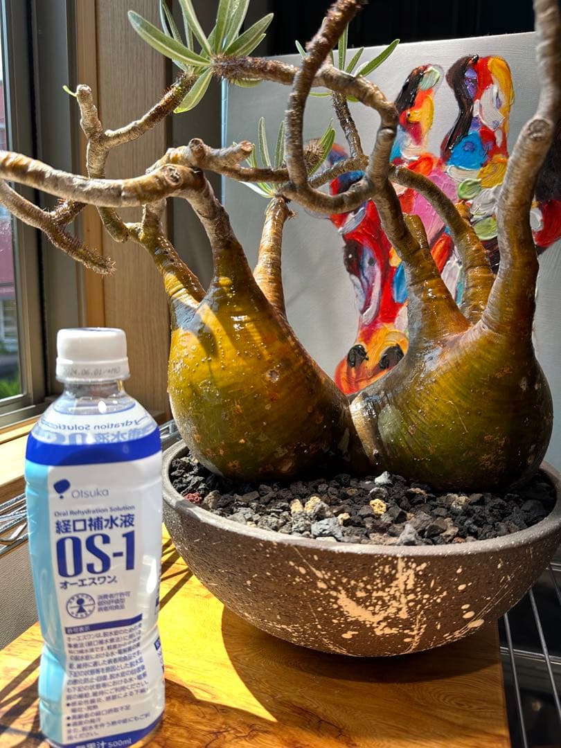 パキポディウム グラキリス 2頭 枝ぶり 赤肌 現地球 発根済 良型 ボタナイズ