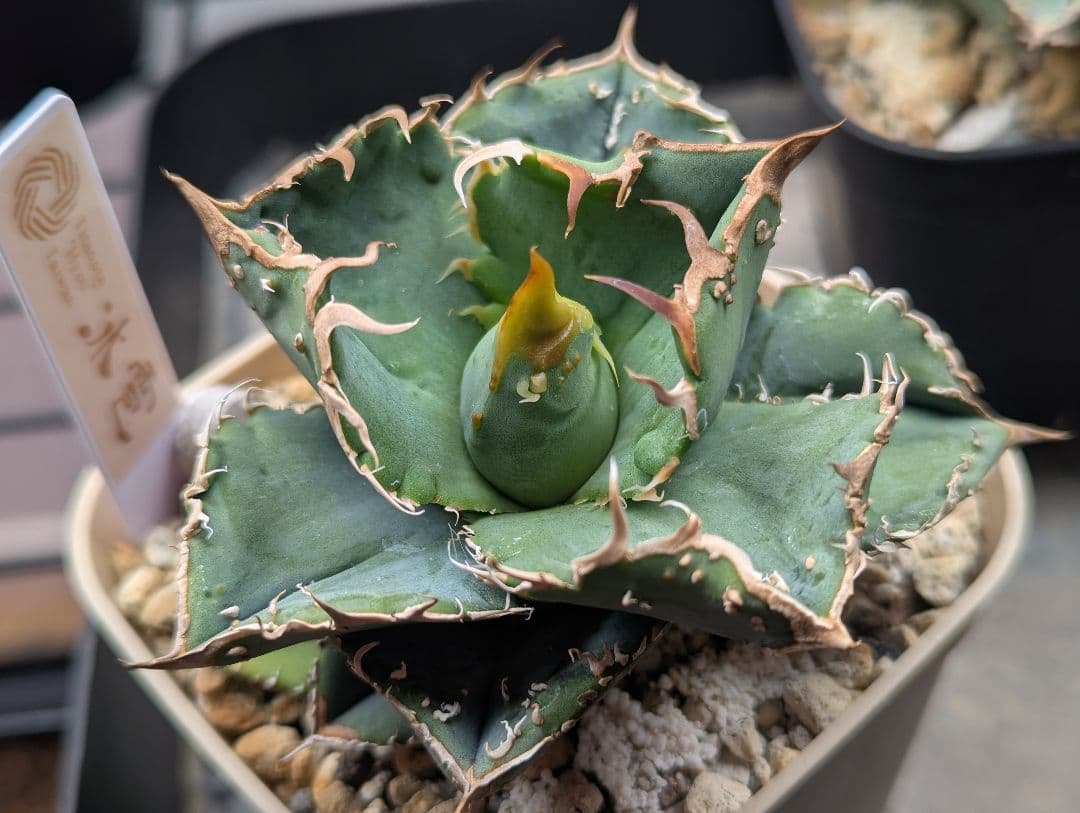 チタノタ「冰雹」極美 チビから育成中 タグ・鉢ごと発送