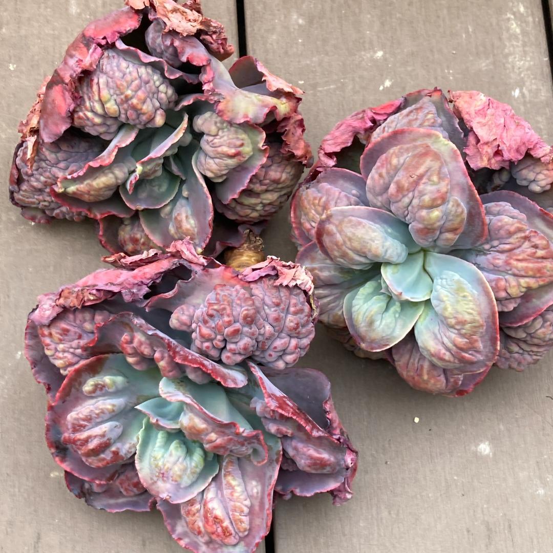 エケベリア　韓国苗　超特大　パープルスプリングドリーム　多肉植物　ポコ多肉