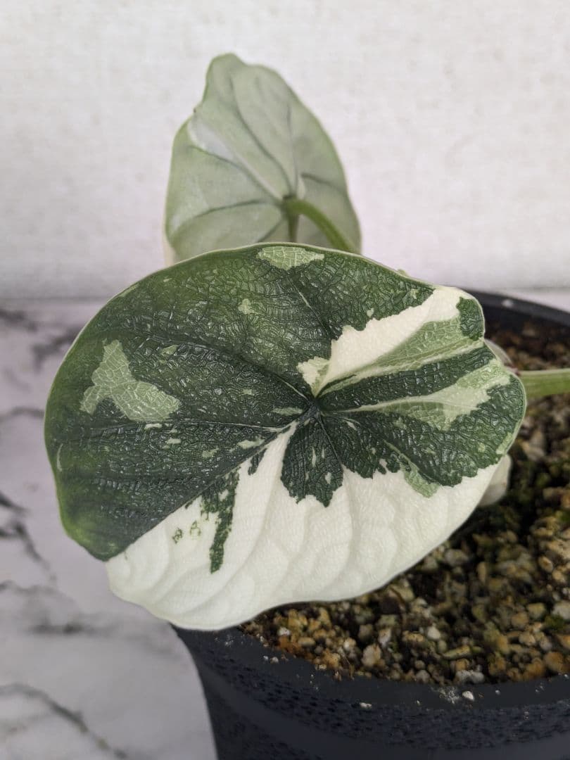 アロカシア　メロ　アルボ（白斑入り）