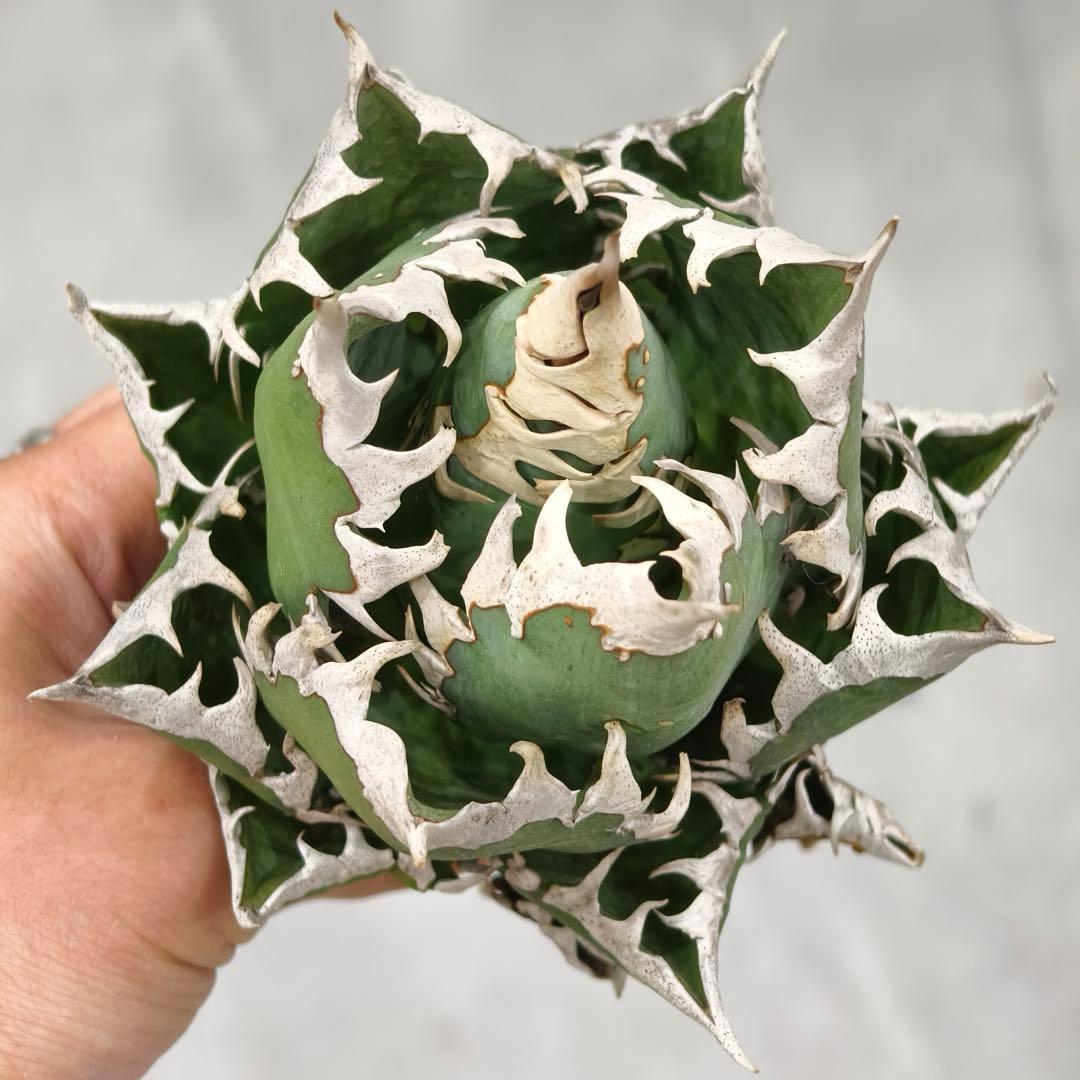 t*w様 L1344多肉植物 ガベ チタノタ 強棘 大白鲨 ホオジロザメ/検 暴