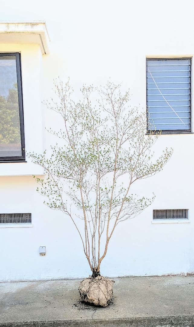 おちび、、、。その2