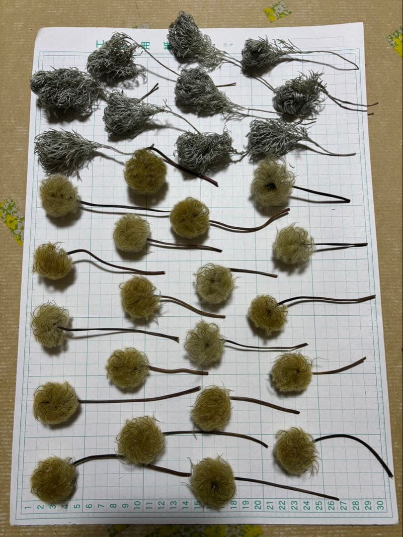 ドライフラワー アサギリソウとクレマチスの花の後