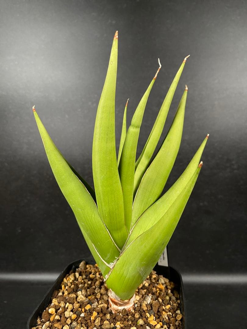 EMP サンセベリア チャニン / 親株 SA65