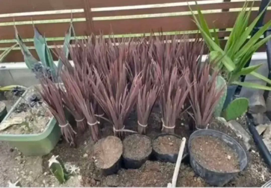 【10株まとめ買いSETコルジリネ レッドスター 鉢 用土込大きなTYPE】