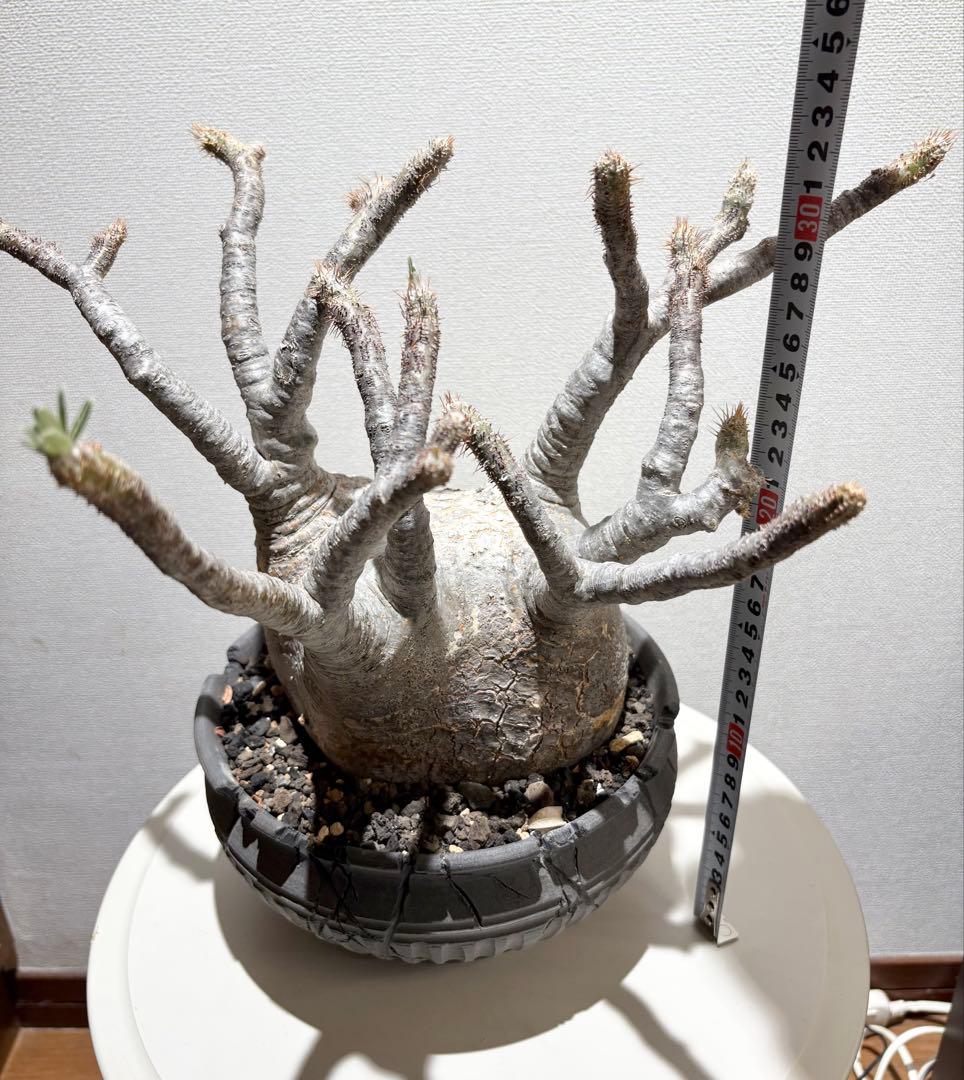 パキポディウム　グラキリス現地株　美株 ワイルドヘブン鉢植え込み