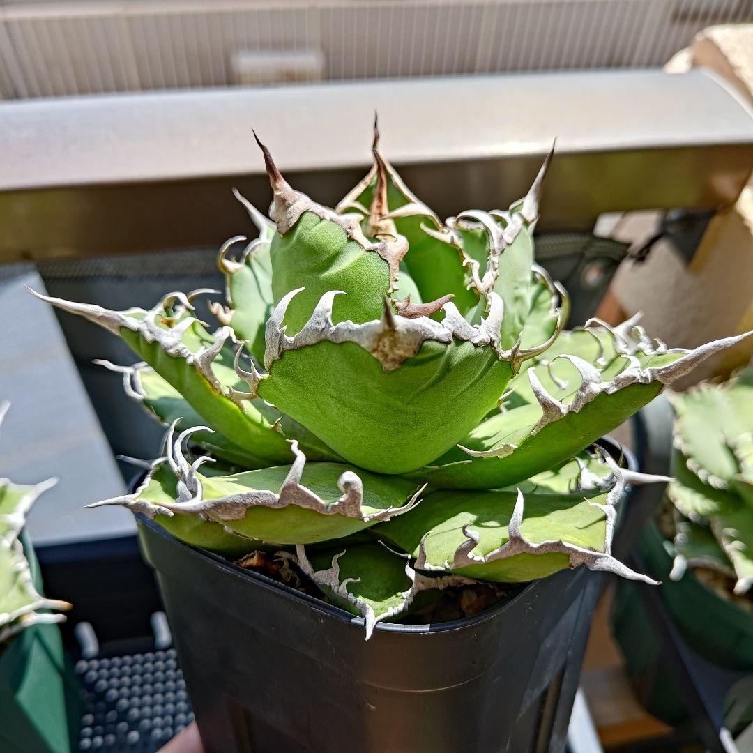 アガベ シーザー 中株