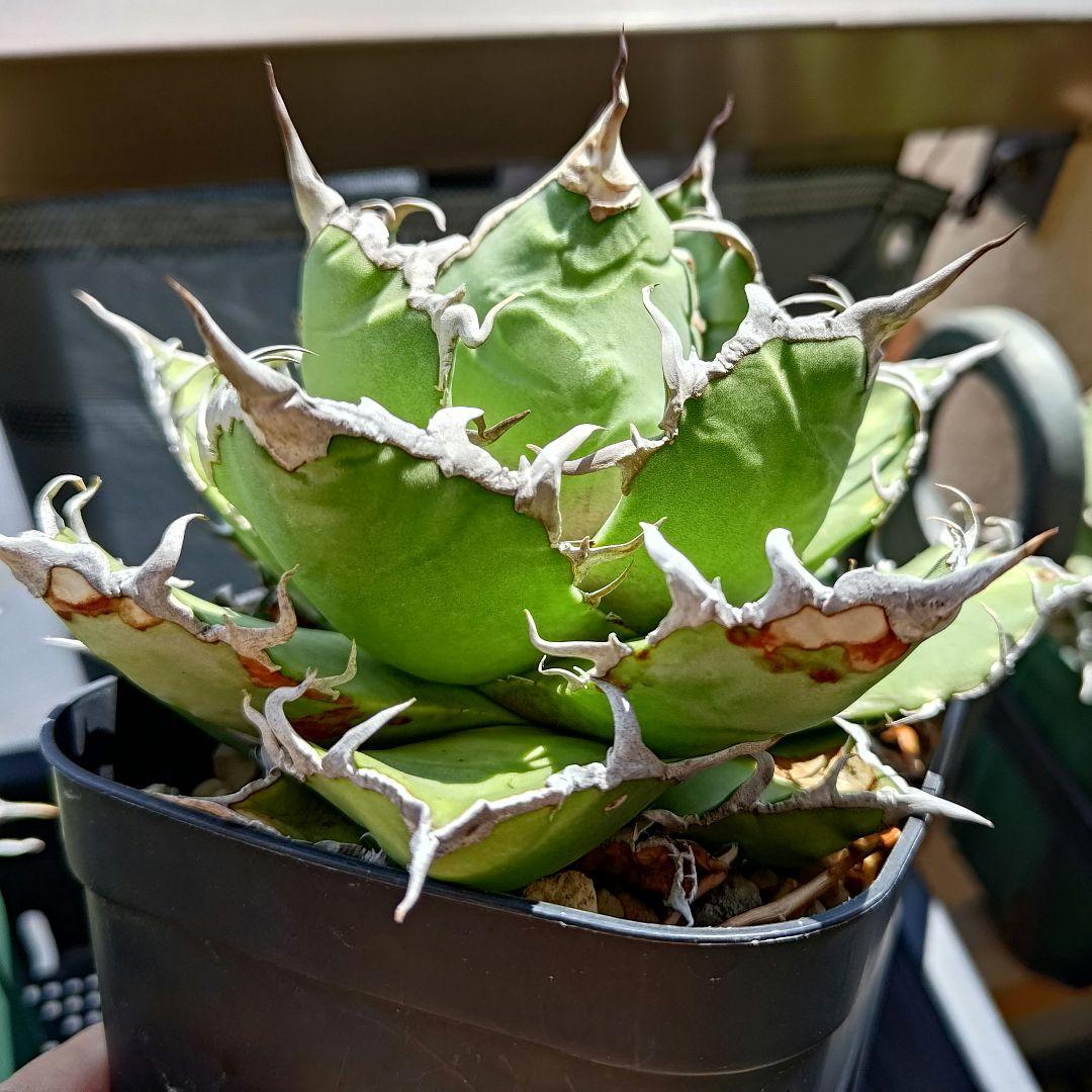 アガベ シーザー 中株