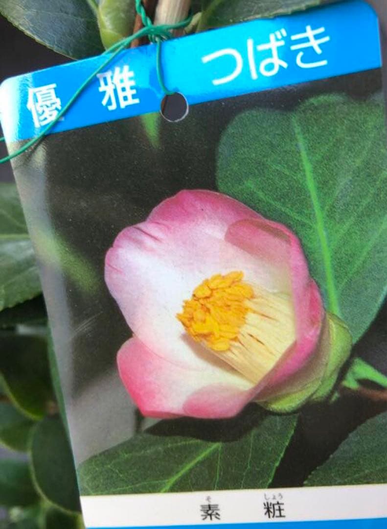 椿（ツバキ)苗　素粧（そしょう)苗木