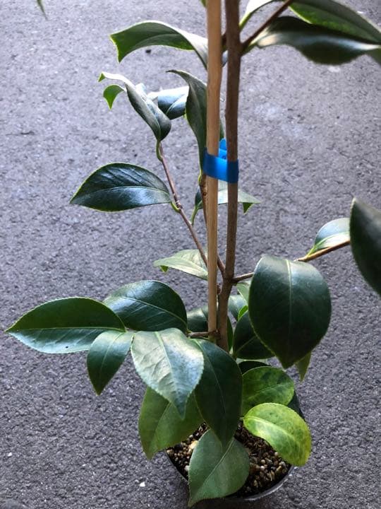 椿（ツバキ)苗　素粧（そしょう)苗木