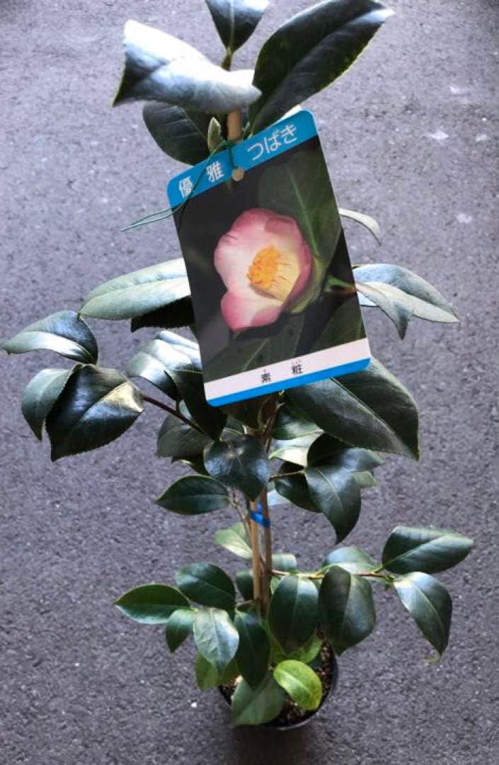 椿（ツバキ)苗　素粧（そしょう)苗木