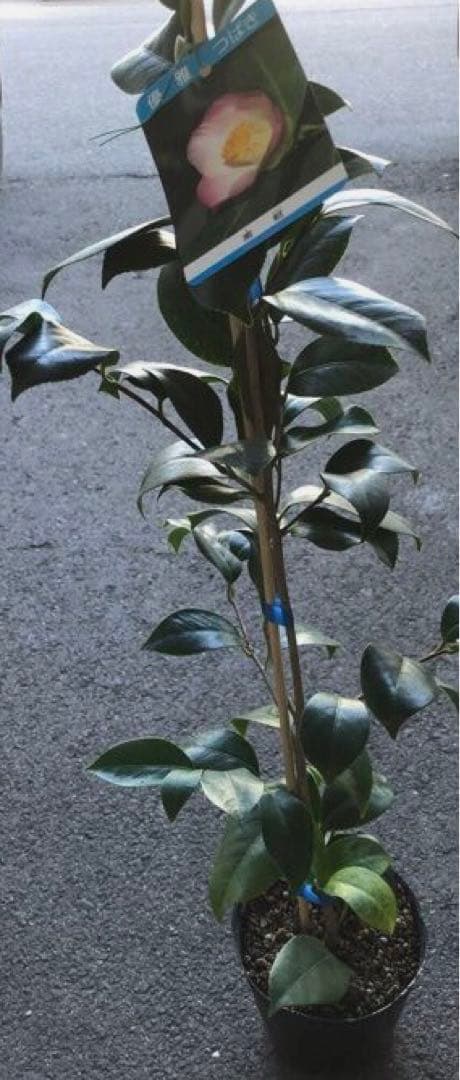 椿（ツバキ)苗　素粧（そしょう)苗木