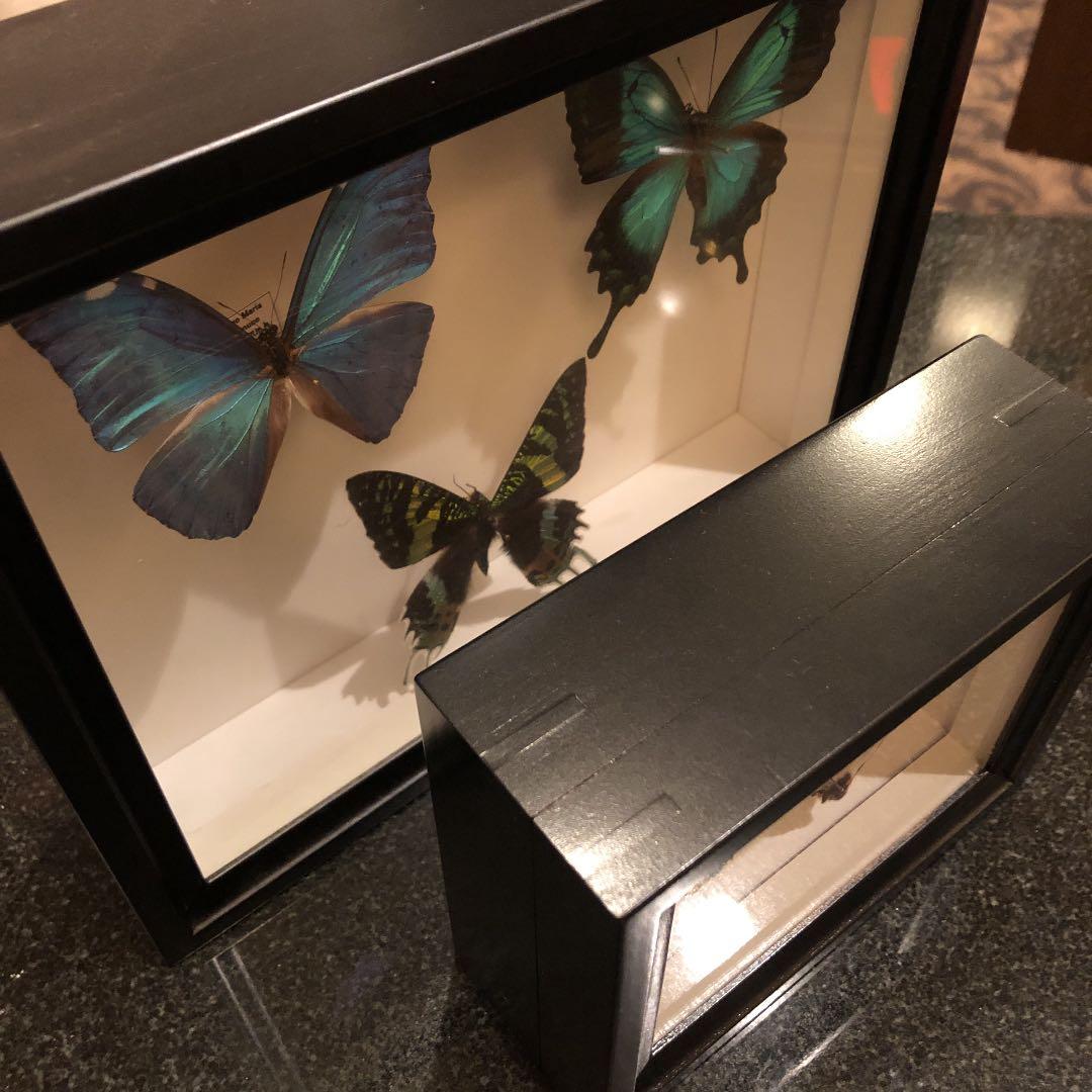 インテリアの蝶