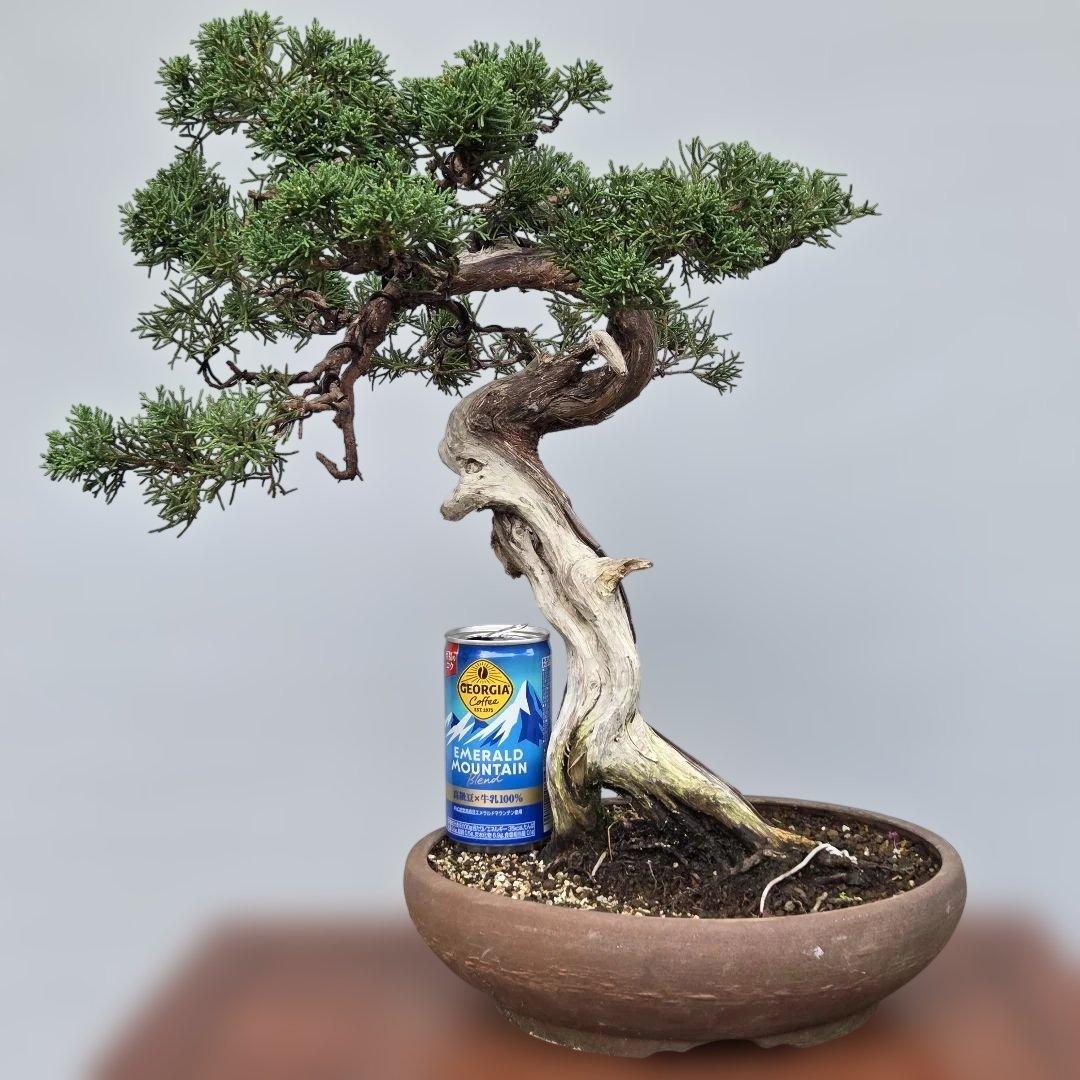 真柏　[模様木]　中品盆栽