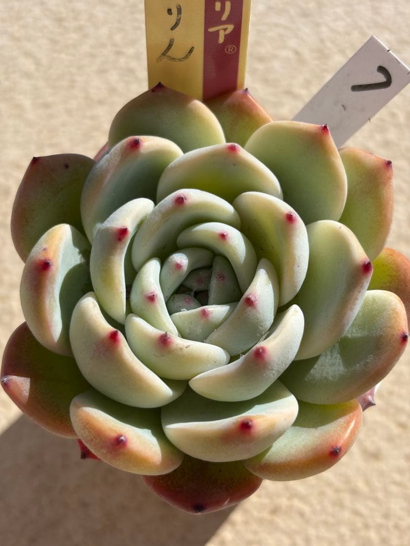 多肉　ももりん⑦ 札付き　ミックスベリア　おらいさん苗　検) 青札　ざわわ