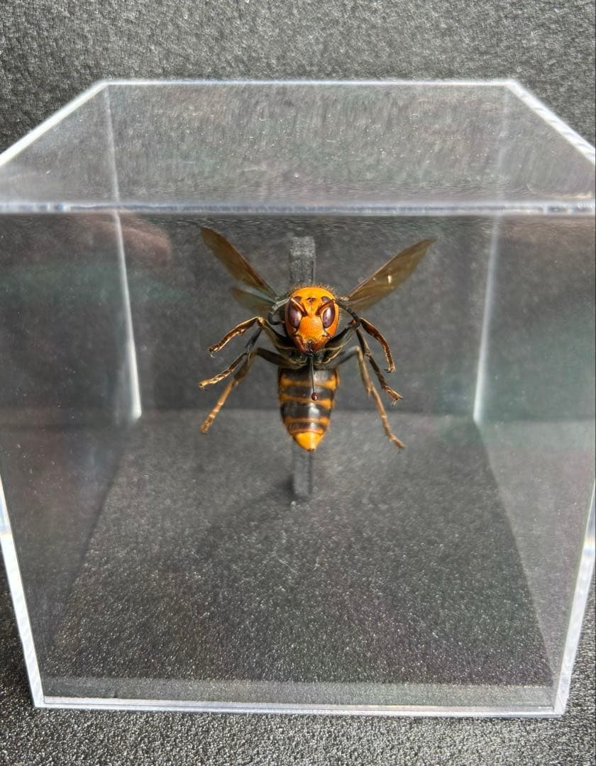 オオスズメバチ　女王蜂　立体標本 4.6cm超　特大サイズ