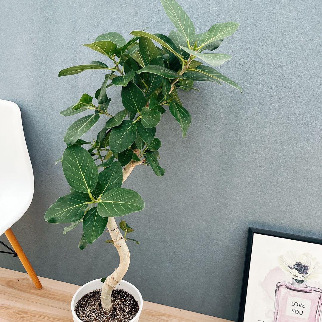 ［現品］16番　フィカスベンガレンシス　曲がり 8号　観葉　室内　大型　幹太
