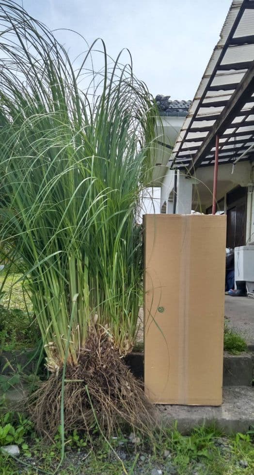 パンパスグラス 苗 大苗 Okagon ガーデニング 観葉植物