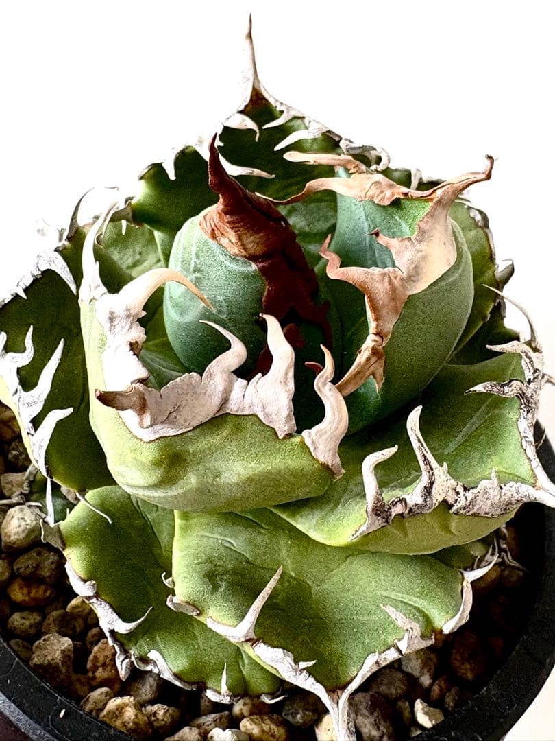 【SSS級、コレクション株】アガベ　チタノタ　魔丸　悪魔的