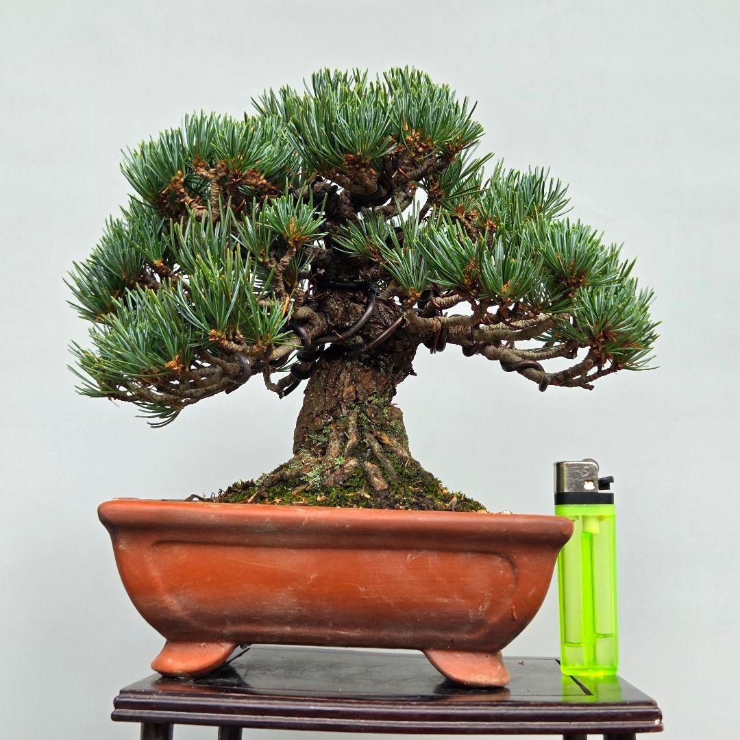 宮島五葉松　　[模様木]　小品盆栽
