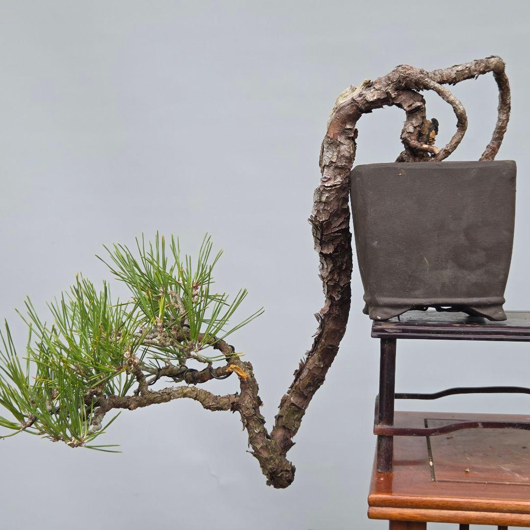 黒松　(山採り)　[懸崖]　貴風盆栽