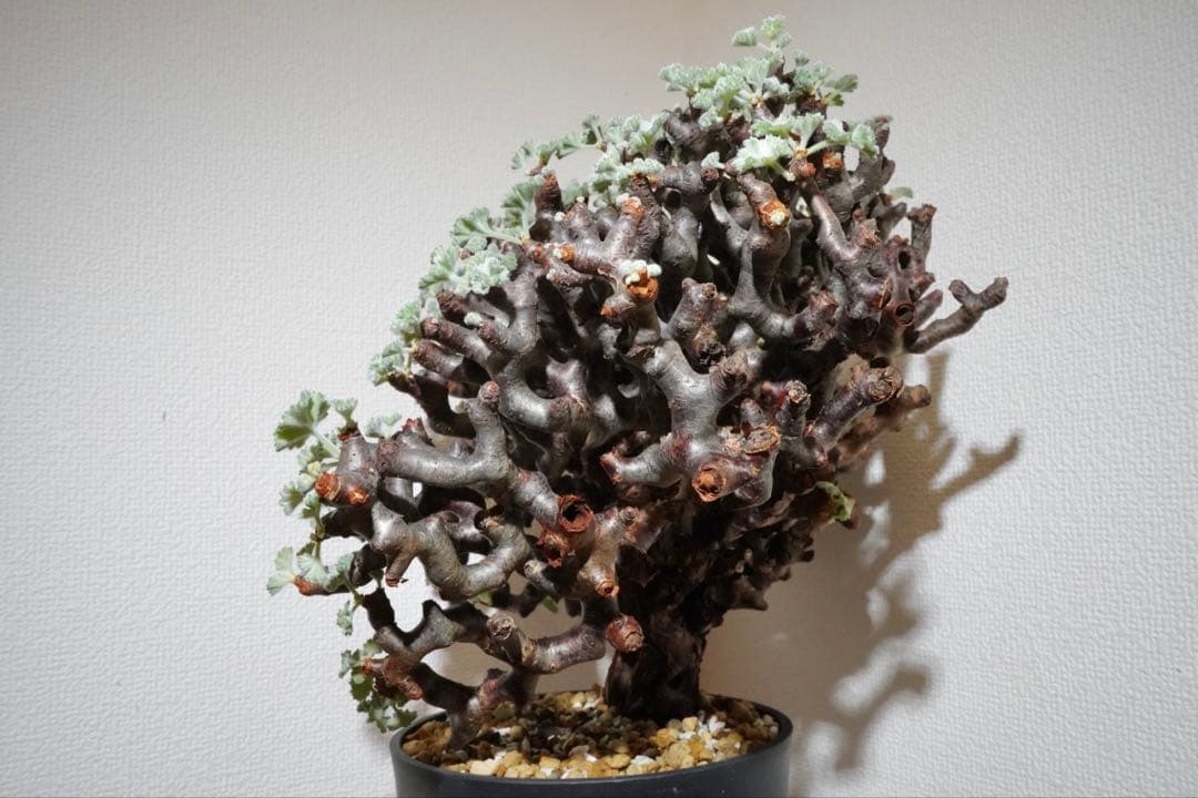 cocoroi様　ペラルゴニウム ミラビレ 幅32㎝ コレクション美株 発根済