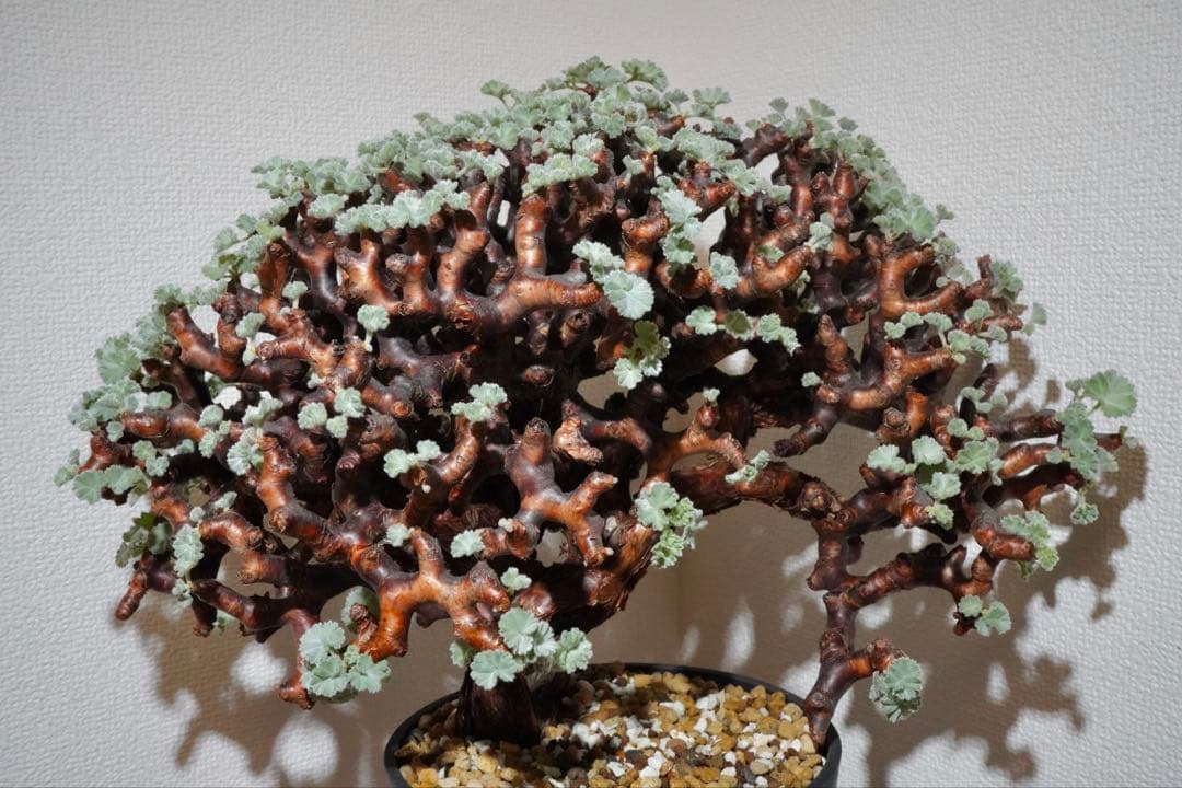 cocoroi様　ペラルゴニウム ミラビレ 幅32㎝ コレクション美株 発根済