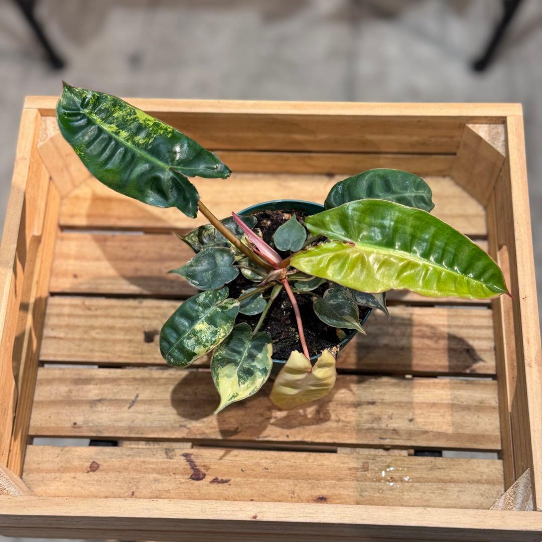 さ**様 26 フィロデンドロン　ビレッタエ　ビレッティア　斑入り　美斑