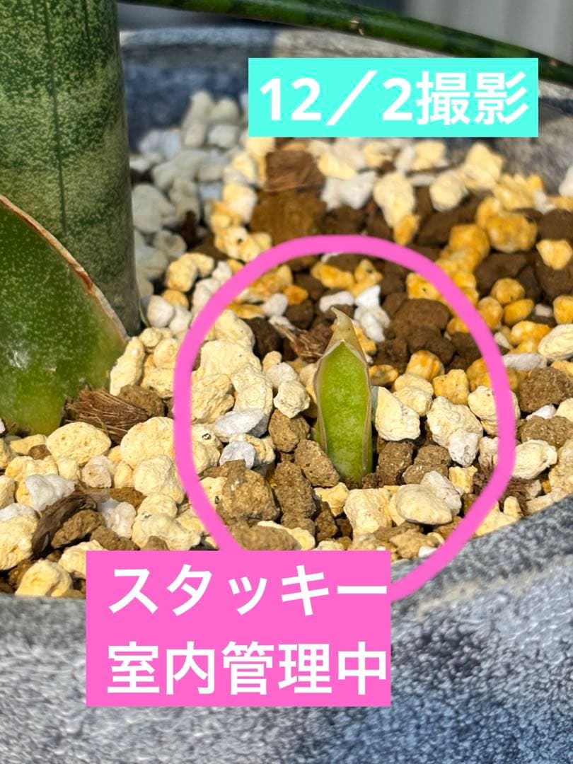 サンスベリア　スタッキー　子株