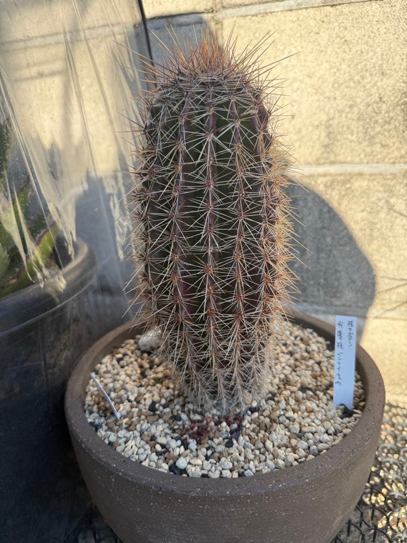 弁慶柱　サボテン　アガベ　多肉植物