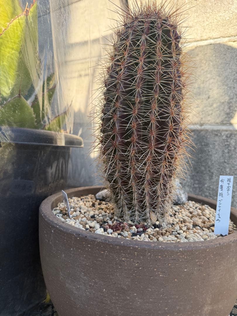 弁慶柱　サボテン　アガベ　多肉植物
