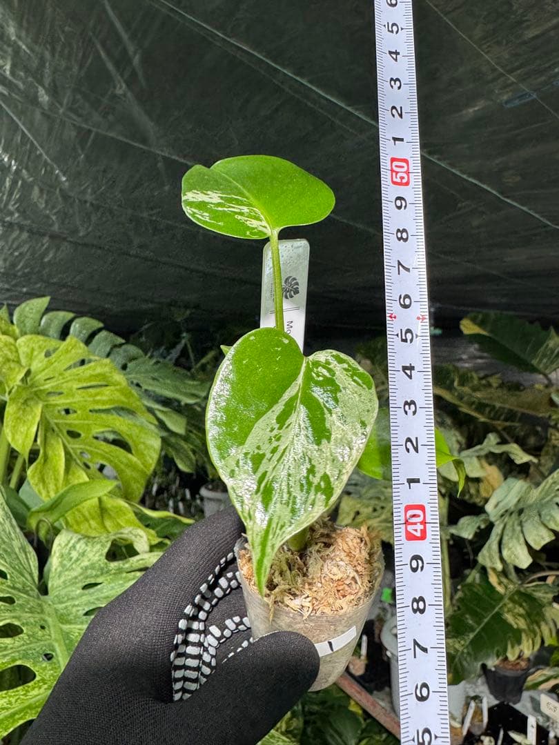 1モンステラ　デリシオーサ　ベトシオーサ　2寸ポリポット　ネコポス発送