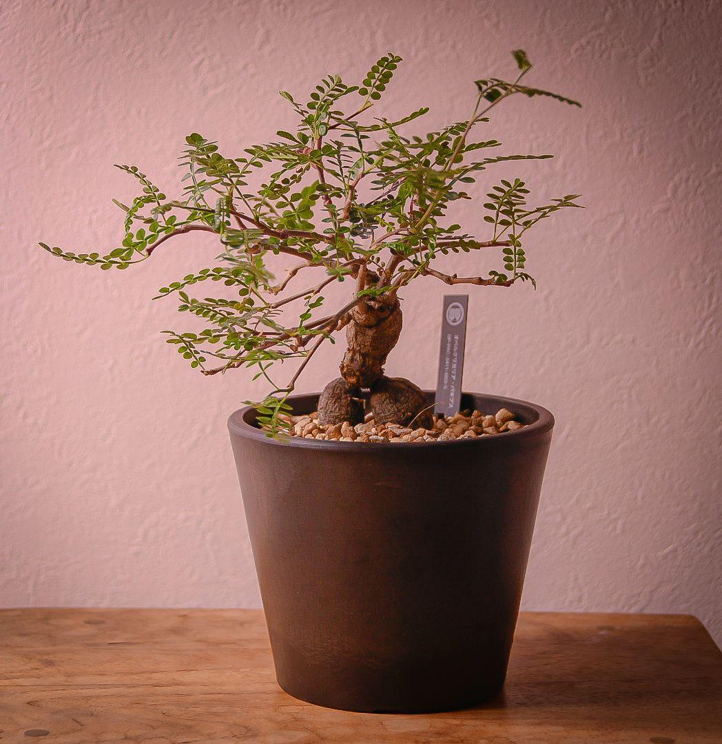 オペルクリカリアパキプス　夏型塊根植物　　コーデックス