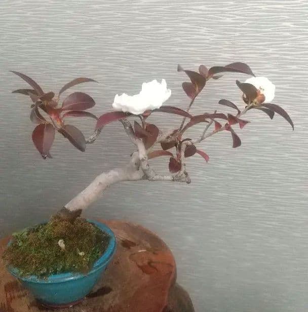 ※椿八重咲白花//赤紫の葉(花が落下しました)