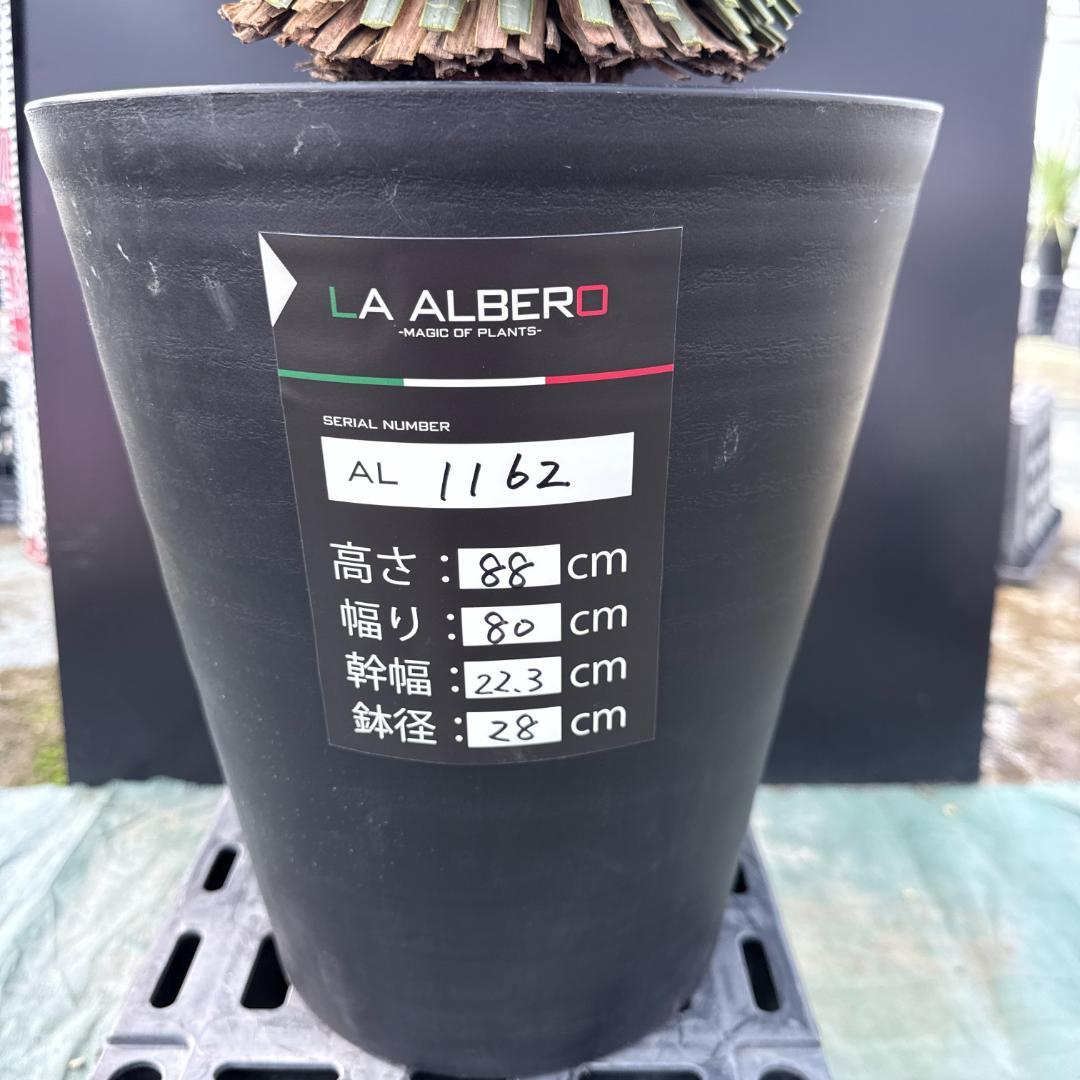 【AL1162】ユッカ　ロストラータ　短葉の極み個体