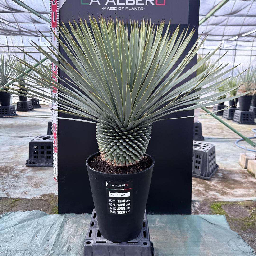 【AL1162】ユッカ　ロストラータ　短葉の極み個体
