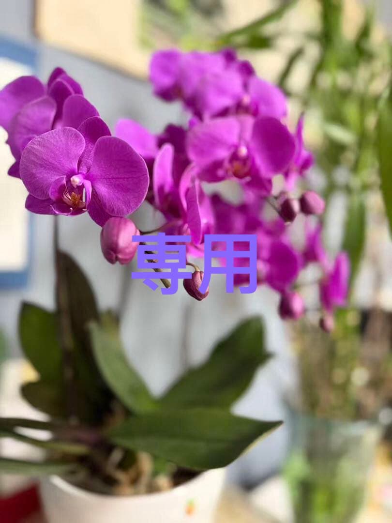 桃華@プロフ読んでください^^　M