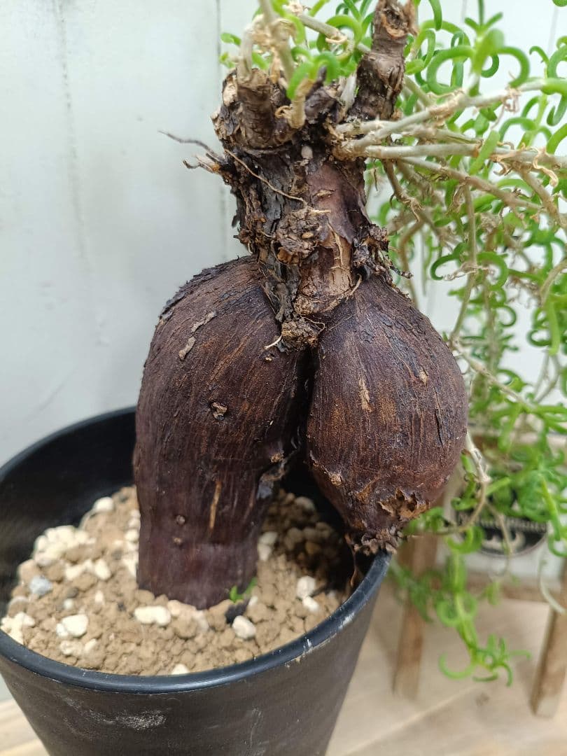 H030 超希少種発根済み メストクレマ ツベローサム 養生株