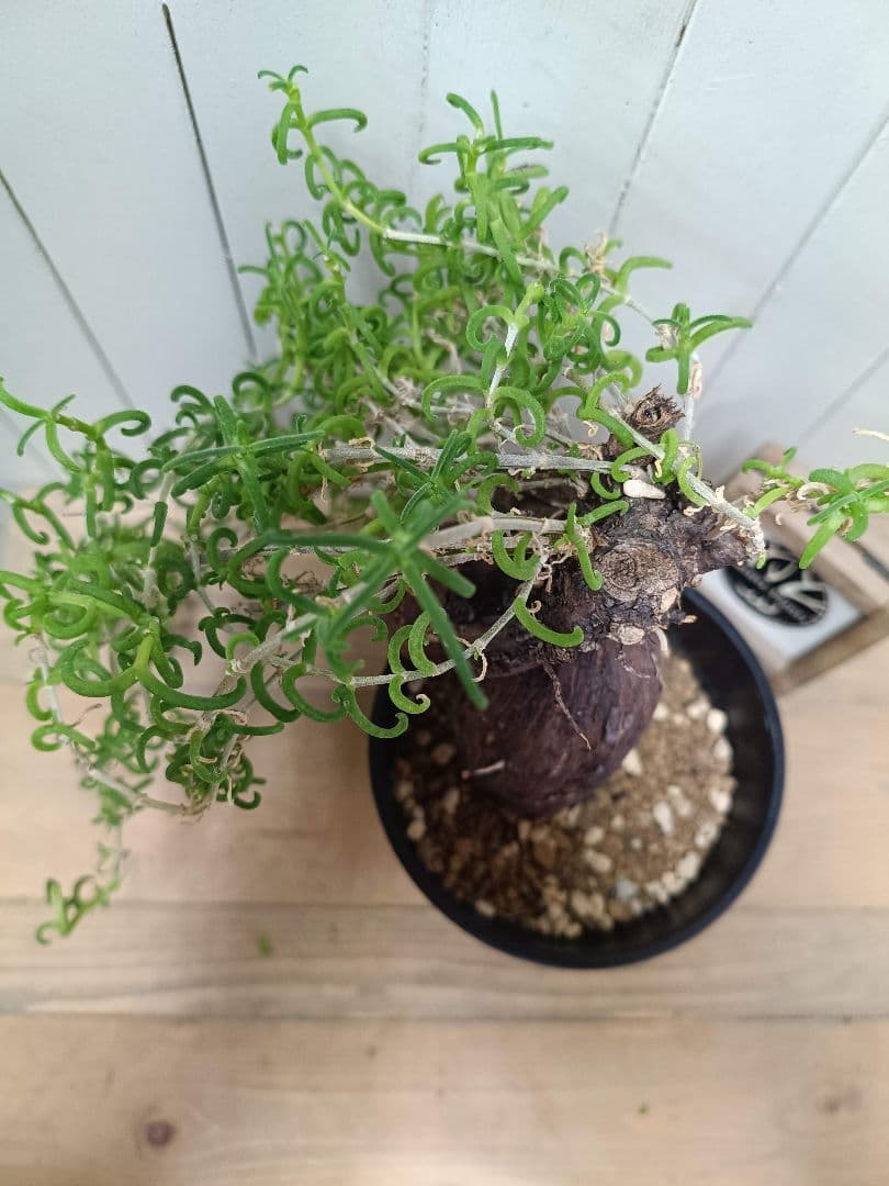 H030 超希少種発根済み メストクレマ ツベローサム 養生株