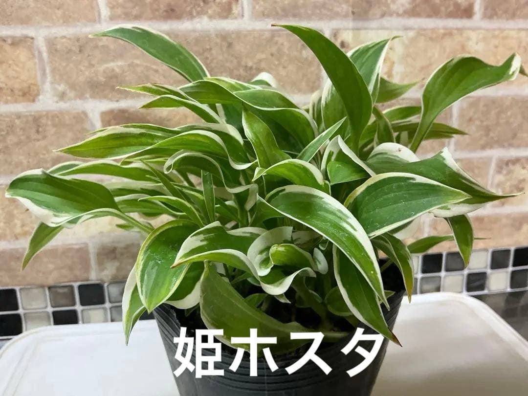 どんどん増える♪ 姫ホスタ　(小型ホスタ) 1苗　斑入り