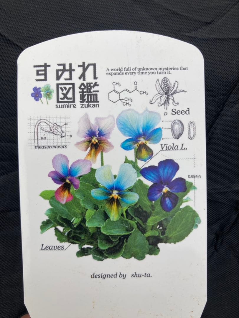 すみれ図鑑　ビオラ　超濃　D-1