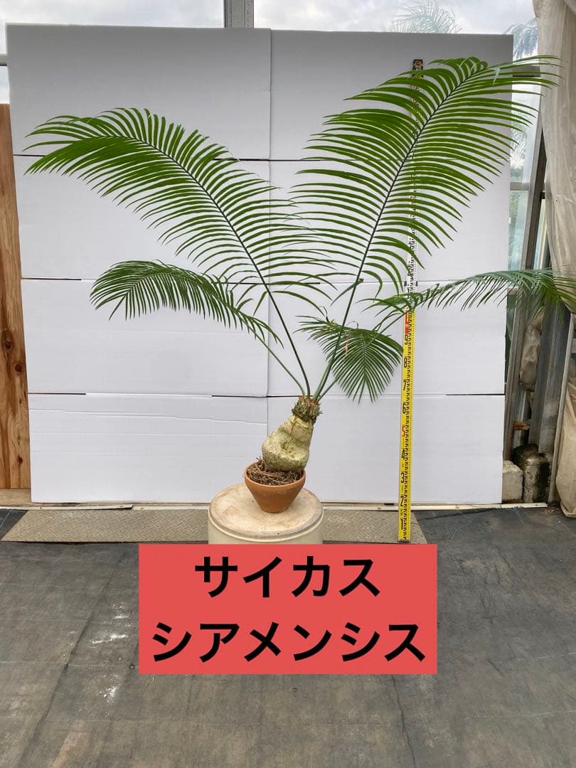 サイカス　シアメンシス