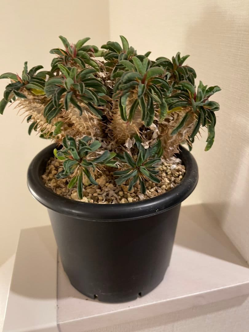 ユーフォルビア ギラウミニアナ　実生　低重心　メルカリ便　メルカリ便　菊鉢5号