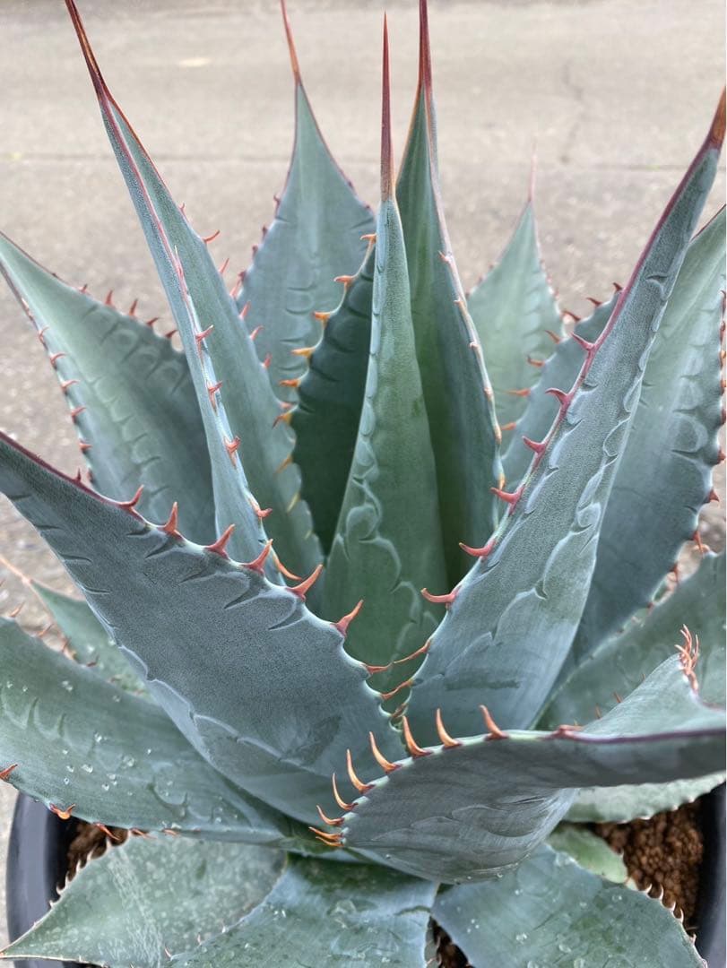 アガベ シャウィ×パラサナ ジェレミー株 連棘 美株　hidden agave