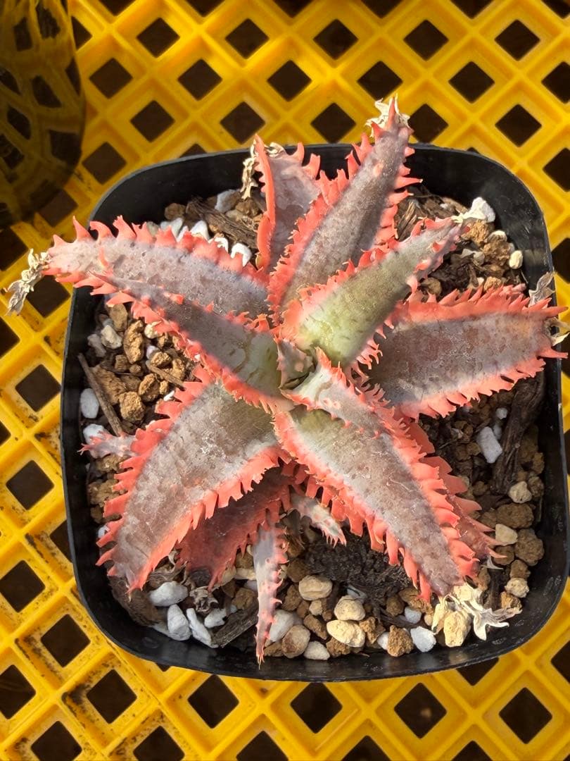 アロエ　ハイブリッド　Aloe hybrid 第四種　Jan-6