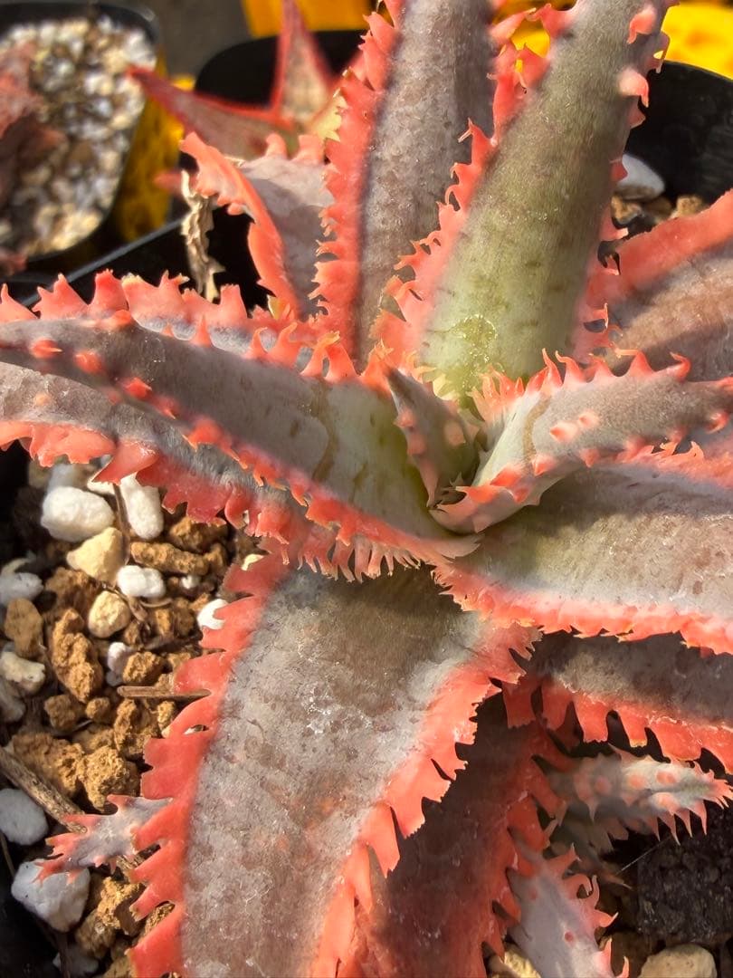 アロエ　ハイブリッド　Aloe hybrid 第四種　Jan-6