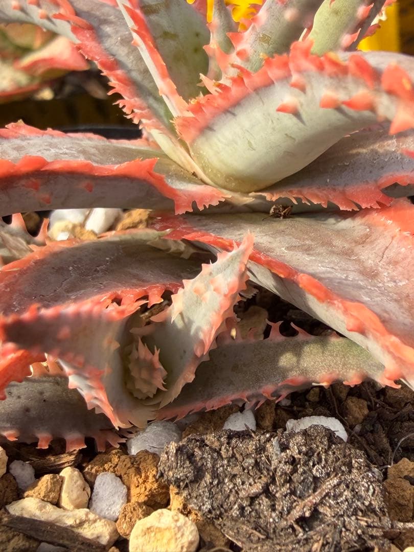 アロエ　ハイブリッド　Aloe hybrid 第四種　Jan-6