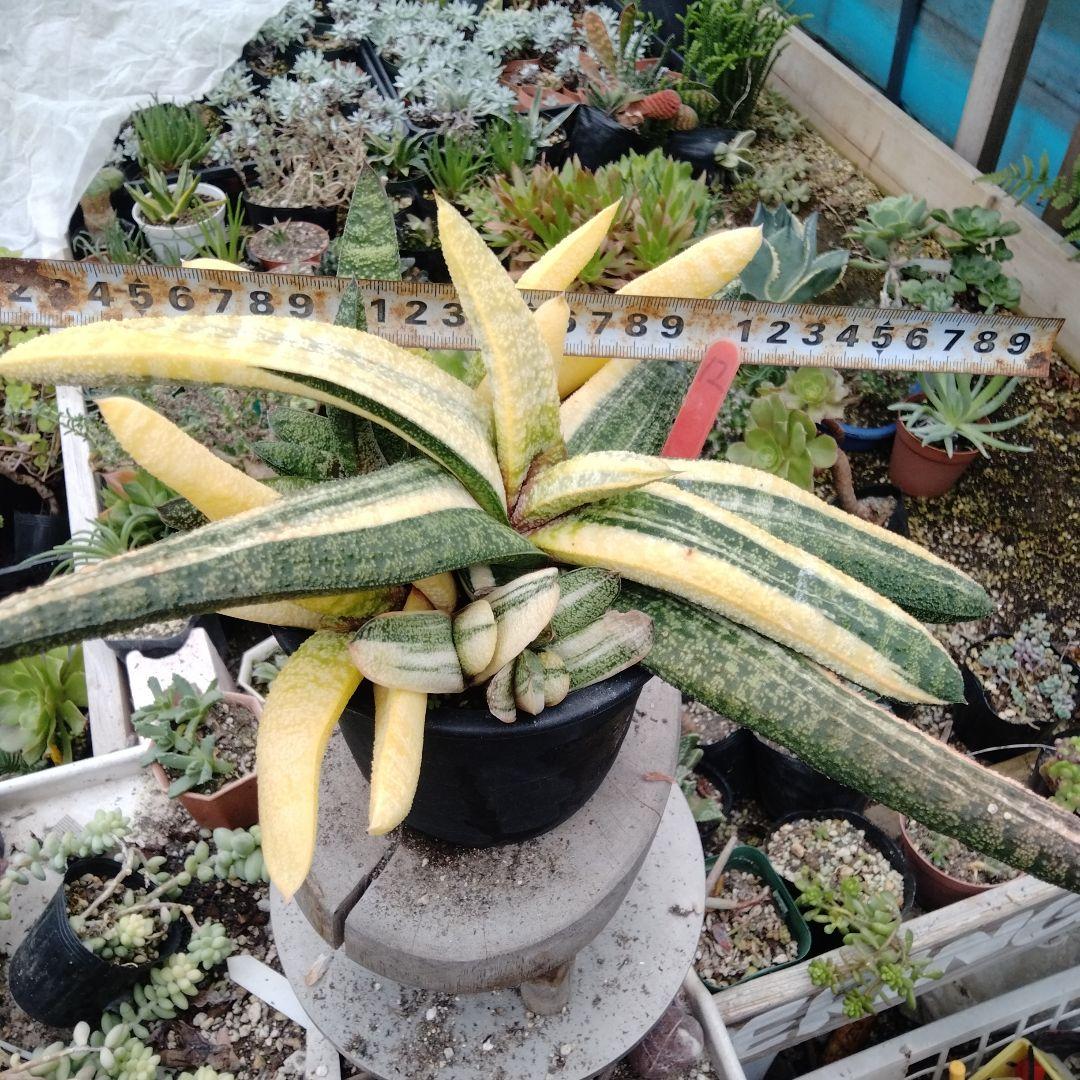 多肉植物　ガステリア　batesiana錦抜き苗