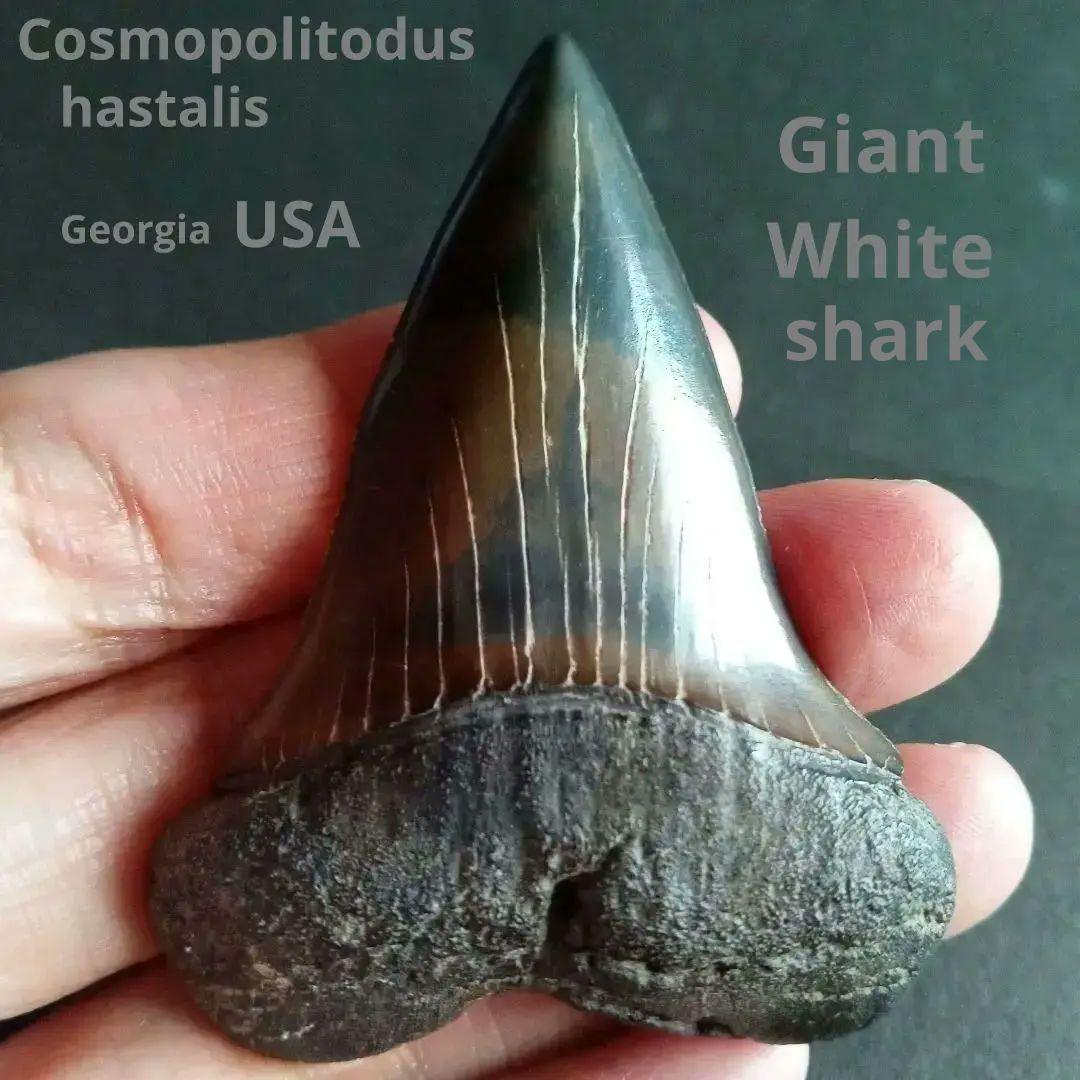 サメの歯　ホホジロザメ　絶滅種　特大　完全体　極美麗　６５mm